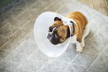 Senior dog with Elizabethan collar