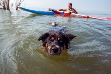 Close-up portrait of a dog with different colored eyes swimming in a water lake.