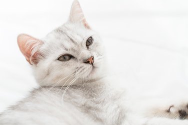 Small Scottish kitten lying down on white bed of relaxing and cozy wellbeing in home.