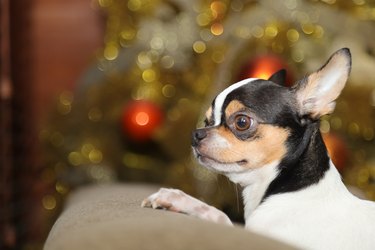 Chihuahua dog on couch with lighted holiday tree in the background