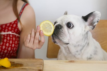 Portrait of French Bulldog smelling lemon slice