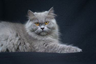 Blue Persian Cat Portrait