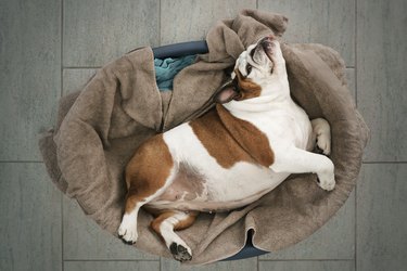 large bulldog relaxing on dog bed