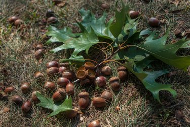 High angle view of acorns and oak leaves fallen on the grass.