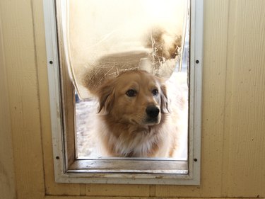 how big should a dog door be for a lab