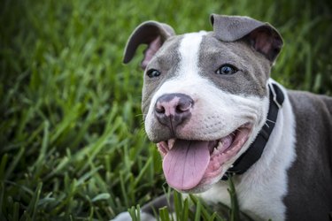 Pit Bull Puppy on Grass