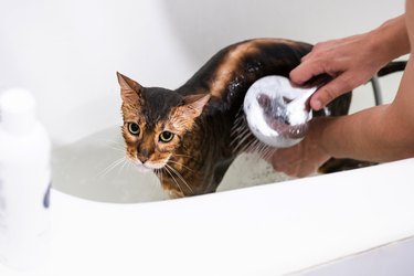 Funny bengal wet cat during bath. Cat washing.