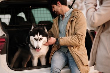 Securing a Husky dog in a car trunk