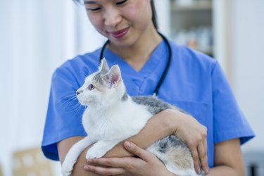 Vet holding and smiling at a cat in her arms in the veterinarian's office