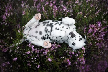 High angle view of dog lying in purple flowers,Warsaw,Poland