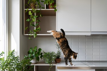 Calico or tortoiseshell cat jumps from shelf in white kitchen with green potted plants