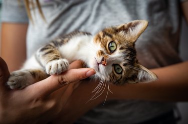 Cute cat being held by their human