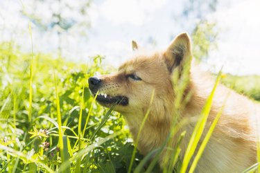 dog chomping grass in a meadow
