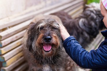 Hands of a young girl combing the dog. Care for long fur animals. Combs for pets. Love, caring, puppies adoption concept