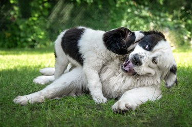 Adult dog playing with a puppy