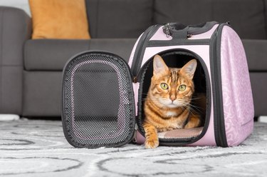 Red Bengal cat in a portable bag on the background of the room.