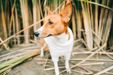 Portrait of basenji dog in the reeds on river shore...