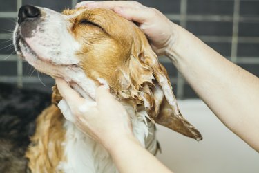 Happy dog getting a bath at home.