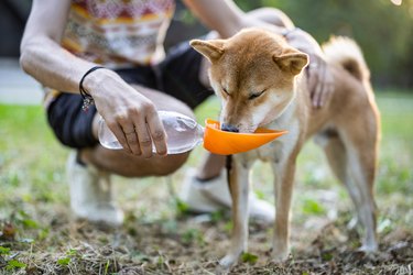 Thirsty Shiba Inu