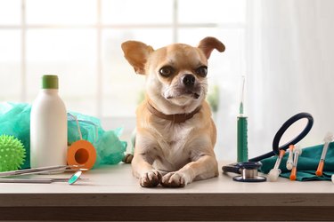 Chihuahua on a veterinarian office table full of supplies front
