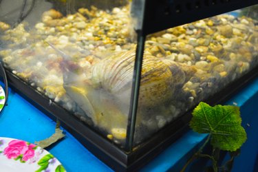 a snail in an aquarium