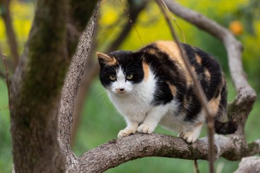 cat climbing a tree