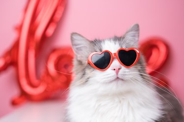Cute funny cat in red heart shaped sunglasses sits on a pink background with a red LOVE balloon. Postcard with cat with space for text. Concept Valentine's Day, wedding, women's day, birthday