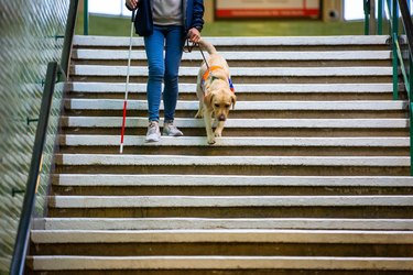 Assistance dog leads a blind woman down the stairs