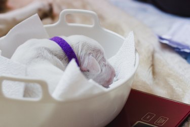 Newborn Puppy Being Weighed