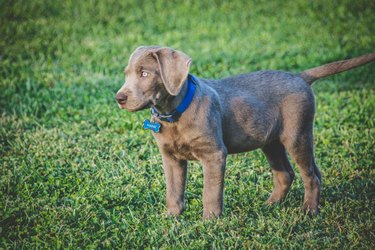 Side view of Silver Labrador Retriever blue-eyed puppy standing in the grass