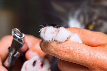 Close up of man cutting cat claws with nail clipper or claws trimmer. Pet grooming. Cat claws care.