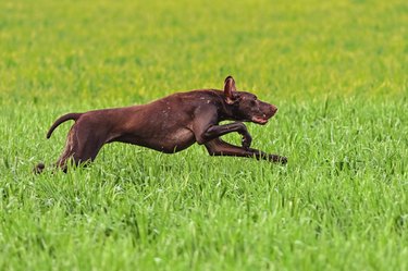 German short-haired pointer on field trial.