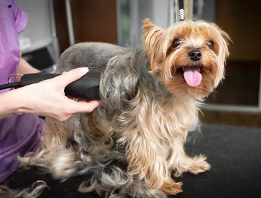 Animal groomer shaved dog with electric shaver machine in cabinet at vet clinic.