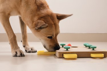 Dog sniffing for dried treats in a puzzle