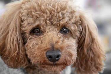 Toy poodle tearful eyes