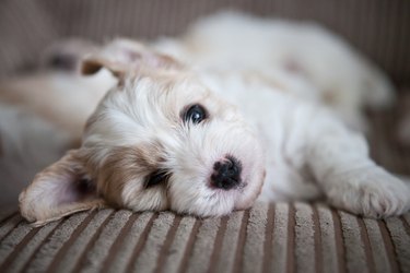 Cavachon Puppy