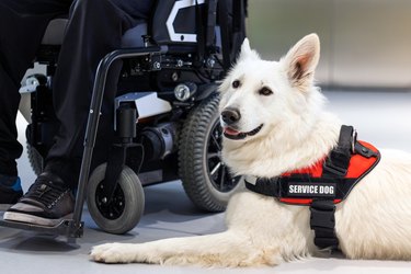 Service dog and a person in a wheelchair.