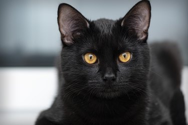 cute black cat with yellow eyes looking at the camera