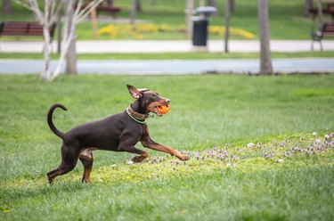 Brown Dobermann is playing on the grass.