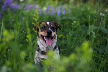 Dog is a mongrel sitting in the green grass