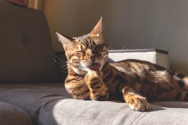 Bengal cat lying on couch and washing