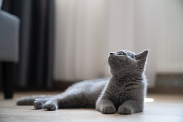 A portrait of a grey cuddly cat looking up.