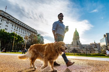 Mature man with golden retriever dog walking in the park in sunset