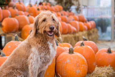Cute golden labradoodle dog sitting in front of a bunch of pumpkins on a farm.