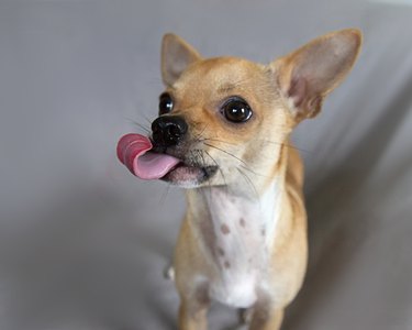 Tan Chihuahua Dog Licking his Lips. Tongue sticking out.