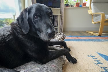 An elderly black Labrador, in the heart of the family home