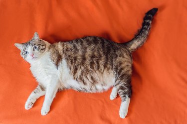 overweight cat lies on an orange blanket
