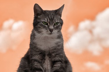 Adult gray cat near the window, pet on a white window sill indoor home