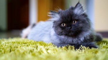 Young persian cat, black - smoke color