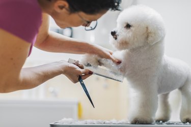 Female dog groomer brushing a bichon frise dog